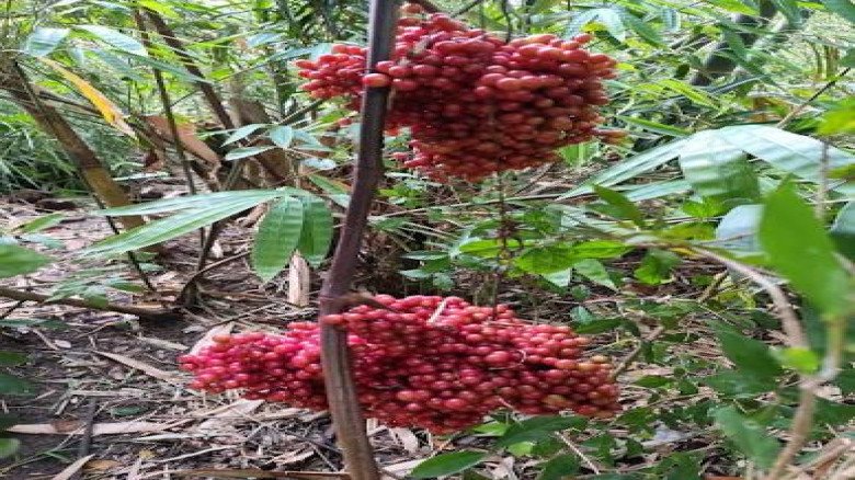বুনো ফল খেয়ে অসুস্থ ১৪ শিশু